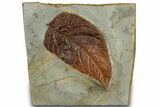 Fossil Leaf (Ficus) - Montana #305896-1